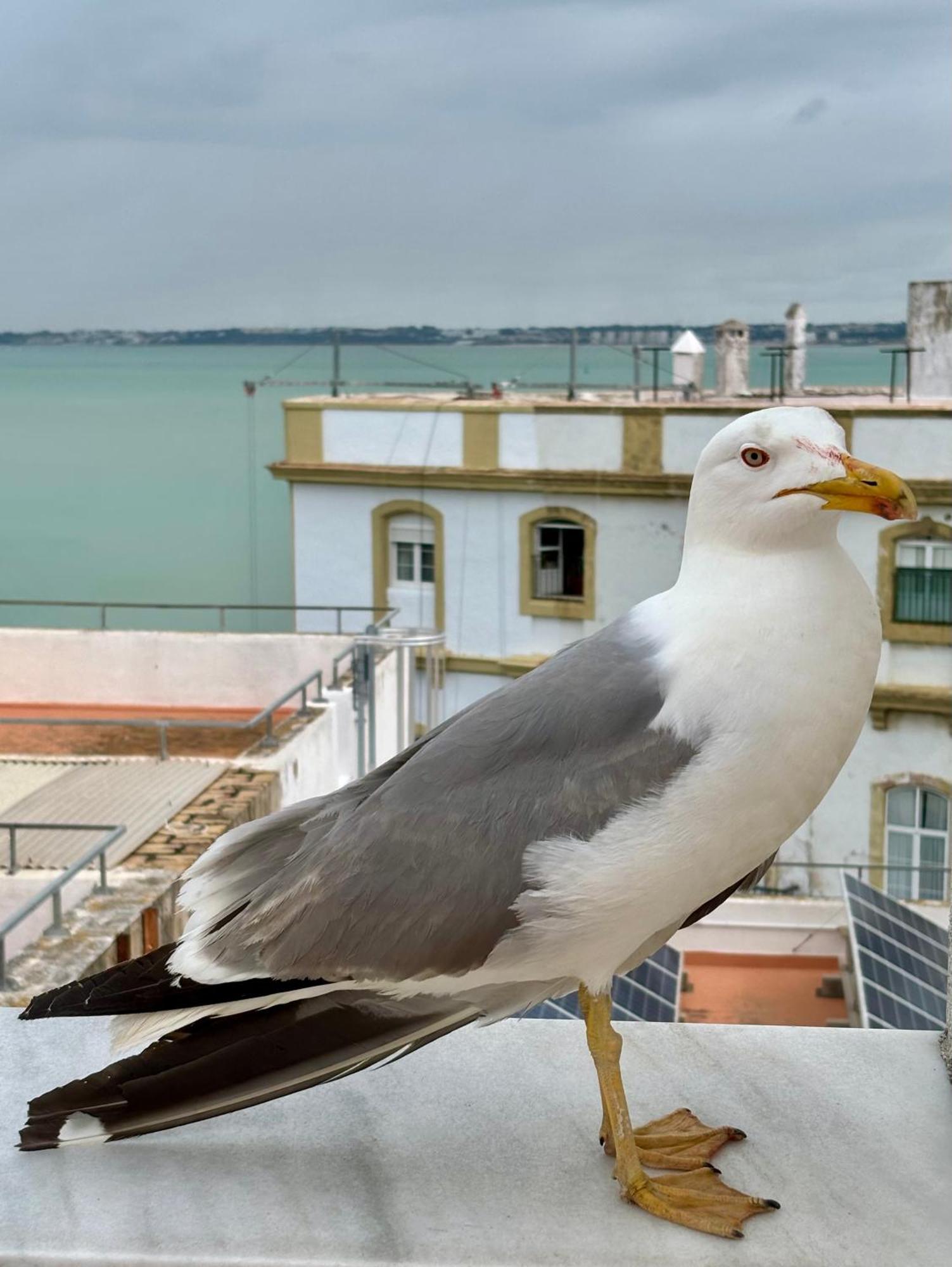 Luminoso Apartamento En El Centro De Cadiz Cádis Exterior foto